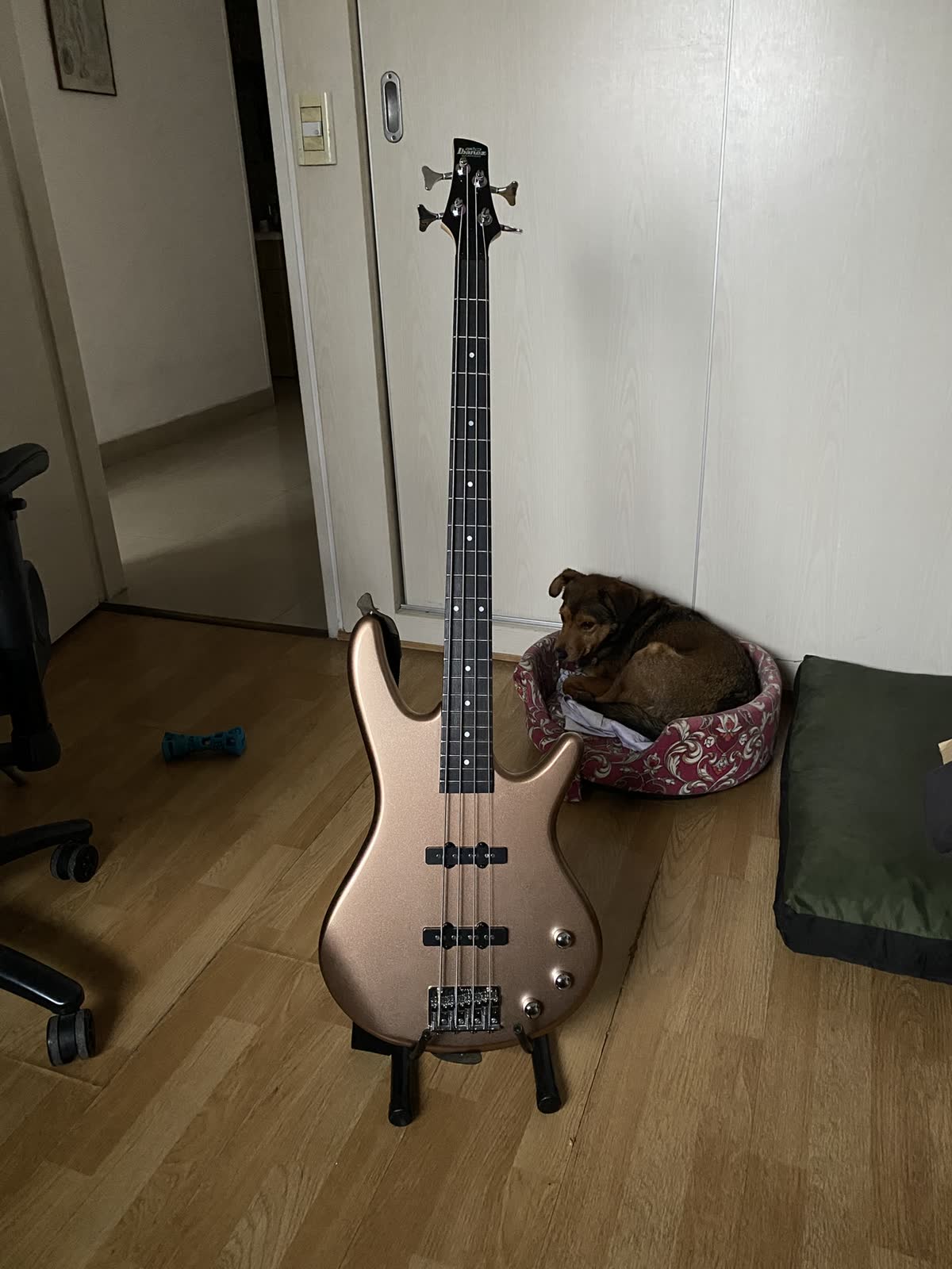 El bajo descansando
